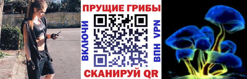 ОМГ ОМГ как войти  Терек  Псилоцибиновые грибы Cubensis 